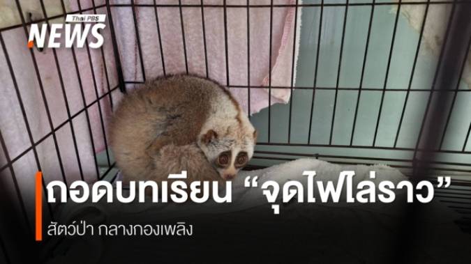 ฟื้นฟู"สัตว์"เหยื่อไฟป่าส่งคืนผืนป่าในฤดูฝน