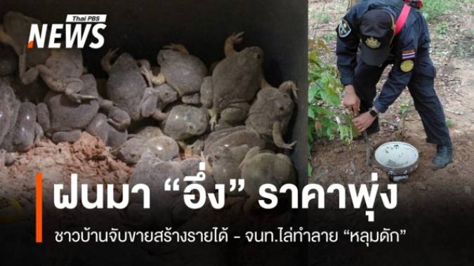ชาวบ้านจับ "อึ่ง" ขายสร้างรายได้-จนท.ทำลาย "หลุมดัก" อ้างผิด กม.ป่าสงวน