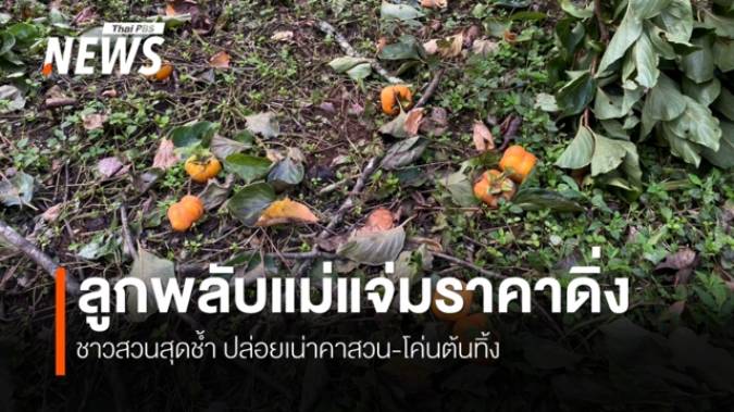 ลูกพลับแม่แจ่มราคาทรุด เหลือกิโลฯ 5 บาท ชาวสวนจำใจปล่อยเน่าคาสวน-เททิ้ง