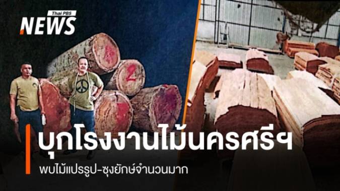 บุกโรงงานไม้นครศรีฯ พบไม้แปรรูป-ซุงยักษ์จำนวนมาก