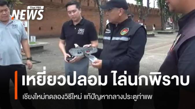 นวัตกรรมไล่นกพิราบ เชียงใหม่ทดลอง "เหยี่ยวปลอม" บินโฉบประตูท่าแพ