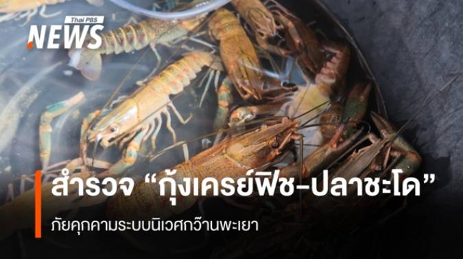 สำรวจ “กุ้งเครย์ฟิช-ปลาชะโด” ภัยคุกคามระบบนิเวศกว๊านพะเยา