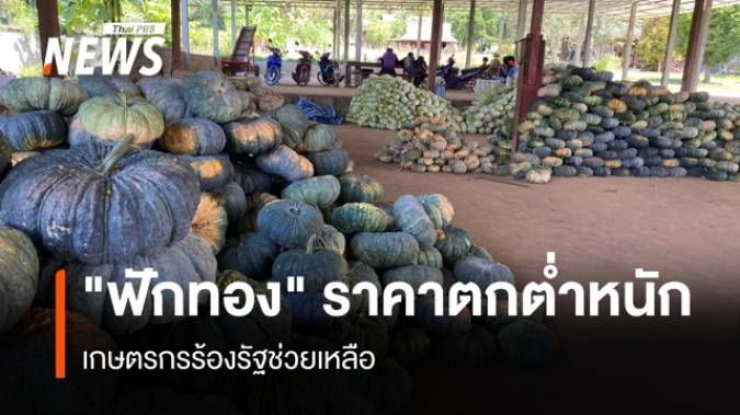 "ฟักทอง" ราคาตกต่ำอย่างหนัก เกษตรกรร้องรัฐช่วยเหลือ