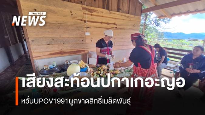 วิถี "แบ่งปัน" กับ ลิขสิทธิ์เมล็ดพันธุ์ การต่อสู้เพื่อความมั่นคงทางอาหารของชุมชนปกาเกอะญอ