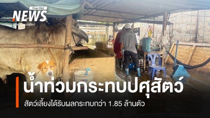 น้ำท่วมกระทบปศุสัตว์ 30 จังหวัด เกษตรกรประสบภัยกว่า 2.7 หมื่นราย เร่งสำรวจความเสียหาย-เยียวยา