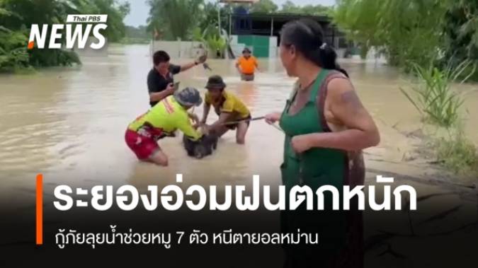 ระยองอ่วมฝนตกหนัก กู้ภัยลุยน้ำช่วยหมู 7 ตัวหนีตายอลหม่าน