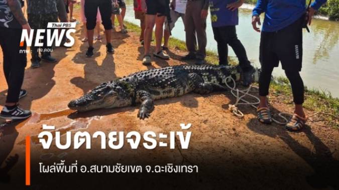 จับตายจระเข้ตัวใหญ่ โผล่ อ.สนามชัยเขต จ.ฉะเชิงเทรา