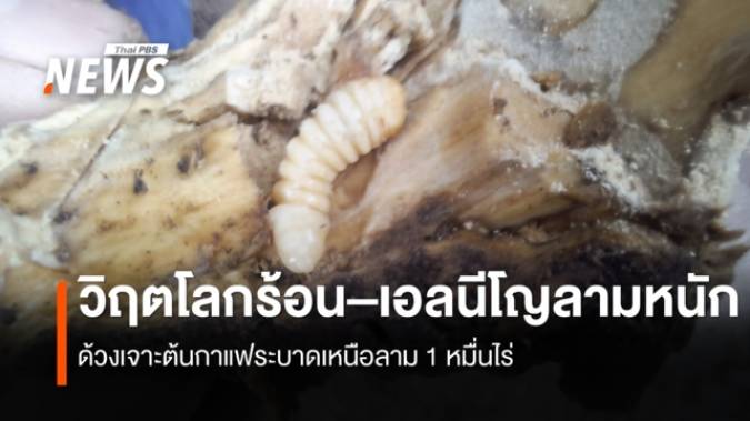 พิษโลกร้อน! ด้วงหนวดยาวระบาดกว่าหมื่นไร่