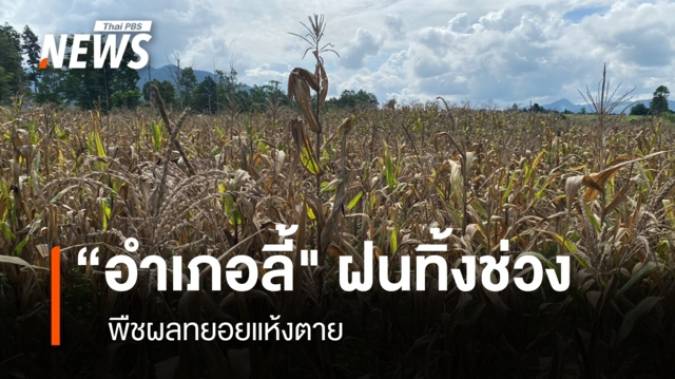 "อำเภอลี้" ฝนทิ้งช่วง พืชผลทยอยแห้งตาย