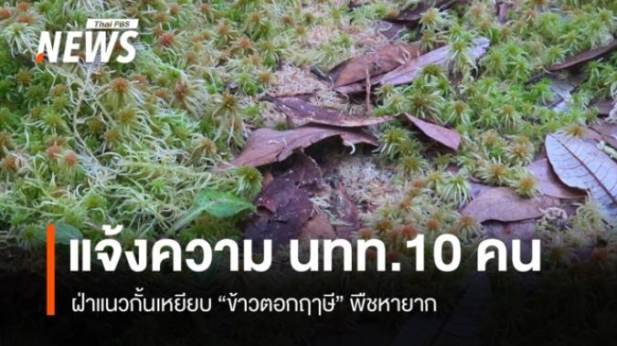 อช.ดอยอินทนนท์ แจ้งความกลุ่มนักท่องเที่ยว ฝ่าแนวกั้นเหยียบ "ข้าวตอกฤๅษี" พืชหายาก