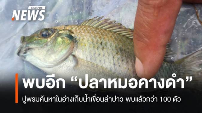 ปูพรมหา "ปลาหมอคางดำ" อ่างเก็บน้ำเขื่อนลำปาว พบแล้วกว่า 100 ตัว