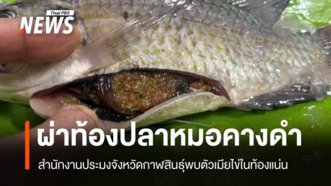 ผ่าท้อง “ปลาหมอคางดำ” จับได้ในเขื่อนลำปาว พบตัวเมียไข่ในท้องแน่น