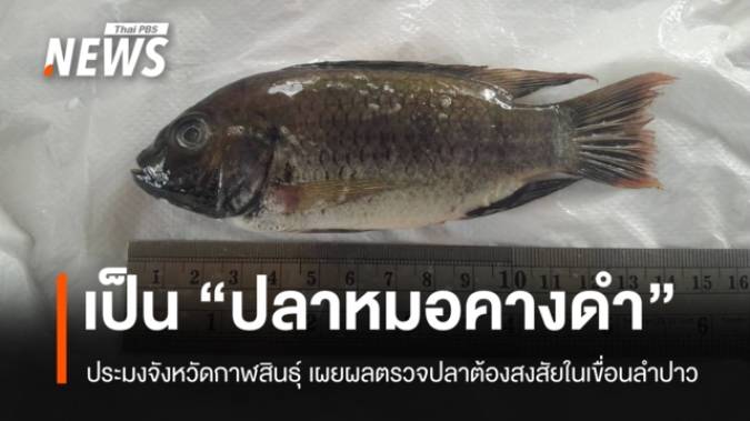 ประมงจังหวัดกาฬสินธุ์ เผยผลตรวจปลาต้องสงสัยในเขื่อนลำปาว พบเป็น “ปลาหมอคางดำ”