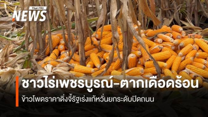 ข้าวโพดราคาดิ่งชาวไร่เพชรบูรณ์-ตากเดือดร้อน จี้รัฐเร่งแก้ หวั่นยกระดับปิดถนน