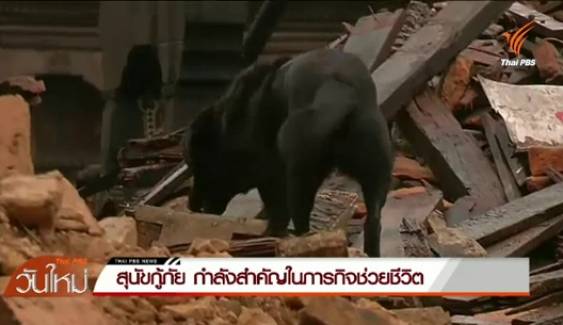 หลายชาตินำ "สุนัขกู้ภัย" ร่วมภารกิจช่วยชีวิตในเหตุแผ่นดินไหว