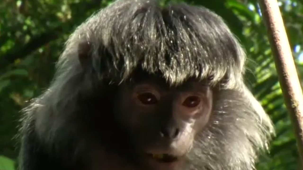 ลิงทามารินหัวสำลีกำลังเคี้ยวอาหารอย่างเอร็ดอร่อย