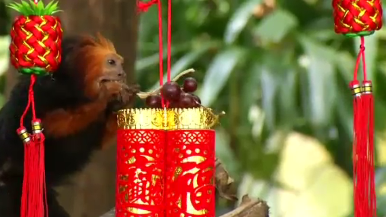 ลิงตัวนี้ได้รับพวงองุ่นแดงเข้มเป็นอั่งเป่าในตรุษจีนปีนี้