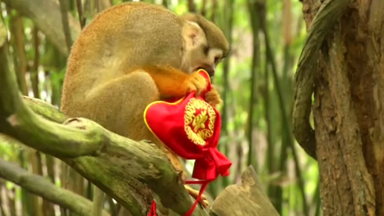 ลิงในสวนสัตว์สิงคโปร์กำลังกัดอั่งเปาที่ได้รับในเทศกาลตรุษจีน