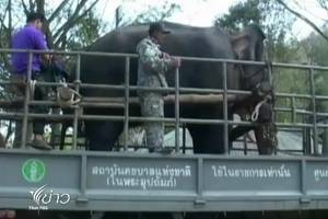 จนท.ส่งช้างเถื่อนไปดูแลที่ศูนย์อนุรักษ์ช้างไทย จ.ลำปาง