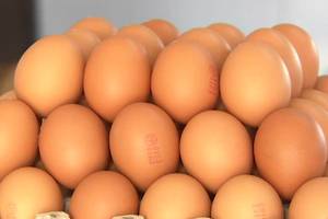 ก.พาณิชย์ เร่งส่งออกไข่ไก่แก้ปัญหาไข่ล้นตลาด
