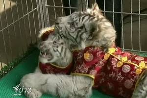 สวนสัตว์จีนเปิดตัว "ลูกเสือขาวแฝด"  ต้อนรับตรุษจีน