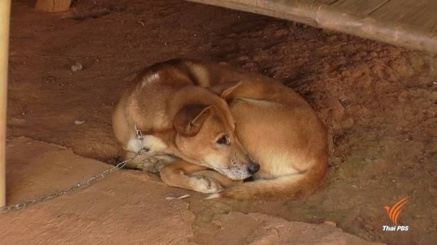 มอบ "สุนัข-แมว" 100 ชีวิต ให้ปศุสัตว์เชียงราย หลังพบพิษสุนัขบ้าแพร่ระบาด