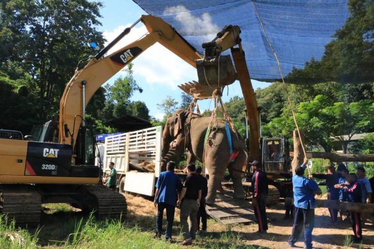 ภาพ ศูนย์อนุรักษ์ช้างไทย จ.ลำปาง