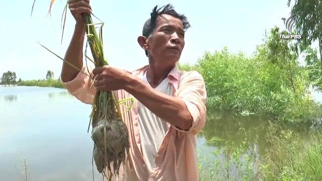 นาข้าว ใน จ.บุรีรัมย์ จมเสียหายกว่า 3,000 ไร่