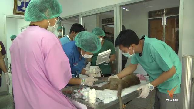 เตรียมฉีดวัคซีนลิงลพบุรีกว่า 3,000 ตัว ป้องกันโรคพิษสุนัขบ้า