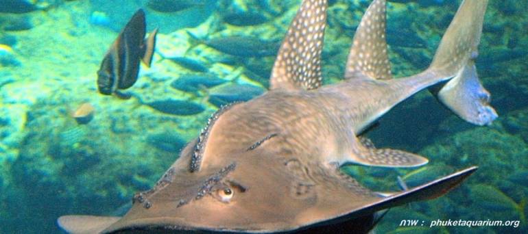 ปลาโรนิน (อังกฤษ: Bowmouth guitarfish, Mud skate, Shark ray) ปลากระดูกอ่อนชนิดหนึ่ง มีชื่อวิทยาศาสตร์ว่า Rhina ancylostoma อยู่ในวงศ์ Rhinidae จัดเป็นเพียงชนิดเดียวที่อยู่ในวงศ์นี้ และสกุล Rhina 
