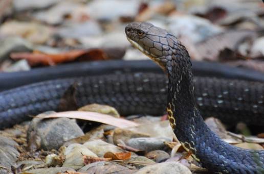 งูจงอาง ภาพ : Suwit Punnadee 
