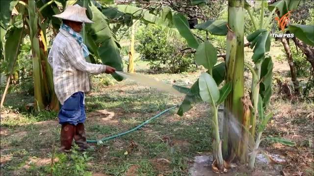 ภัยแล้งกระทบกล้วยน้ำว้าแม่พริก-ราคาดีแต่ไม่มีผลผลิต “สวนผึ้ง” ยังวิกฤตไม่มีน้ำทำประปา