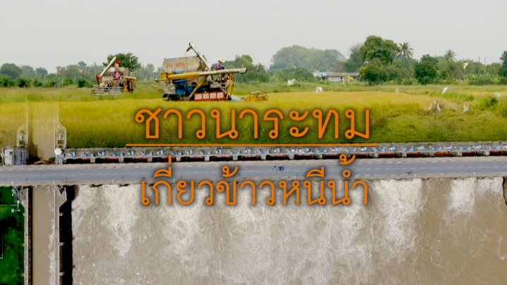 พลิกปมข่าว : ชาวนาระทม เกี่ยวข้าวหนีน้ำ