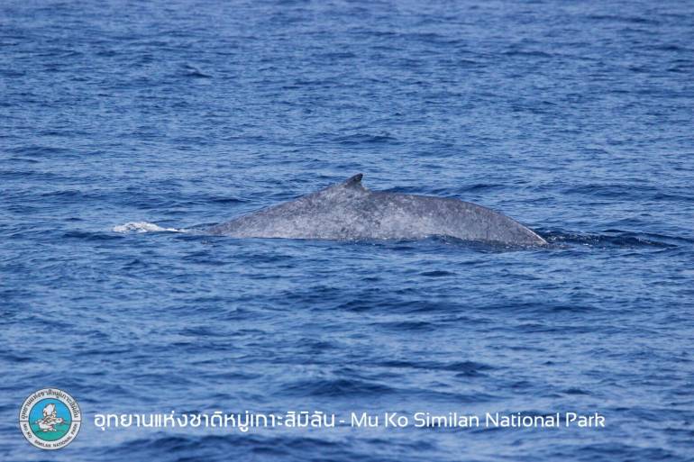 ภาพวาฬสีน้ำเงิน : กตัญญู วุฒิชัยธนากร Wildencounterthailand 
