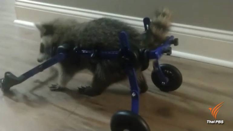 แรคคูนขาพิการกำลังพยายามฝึกเดิน