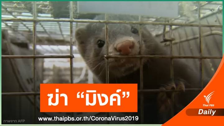 "เดนมาร์ก" เริ่มฆ่าตัวมิงค์ 2.5 ล้านตัว ป้องกัน COVID-19
