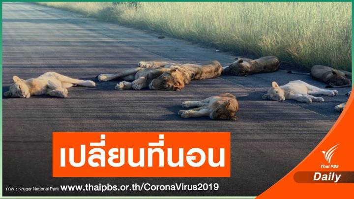 "สิงโต" ครองถนน หลังอุทยานฯ แอฟริกาใต้ปิด ช่วง COVID-19