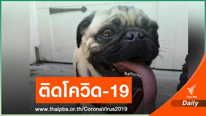 สุนัขติดเชื้อ COVID-19 ตัวแรกในสหรัฐฯ