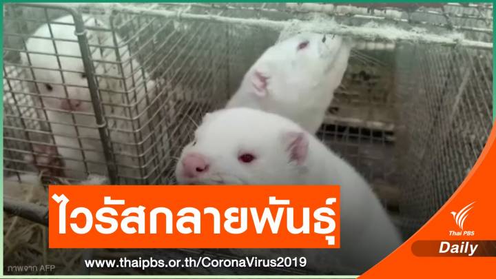 "เดนมาร์ก" สั่งปิดพื้นที่ ป้องกันไวรัสกลายพันธุ์ลุกลาม