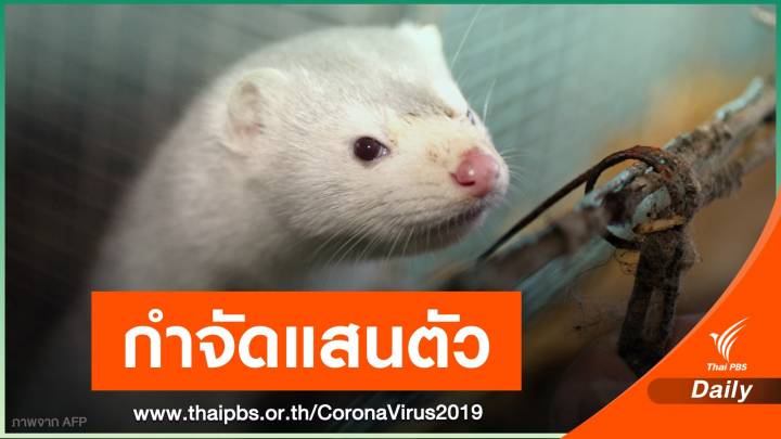 สเปนสั่งกำจัด "มิงค์" ติดเชื้อ COVID-19 เกือบ 1 แสนตัว