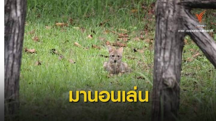 สัตว์ป่าโชว์ตัวถี่ "วราวุธ" เล็งปิดอุทยานทุกแห่งปีละ 3 เดือน