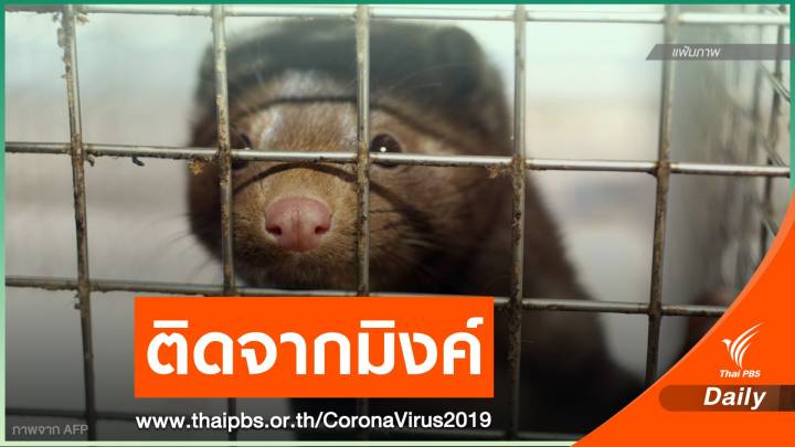 เนเธอร์แลนด์ พบผู้ติดเชื้อ COVID-19 จากตัวมิงค์ คนที่ 2