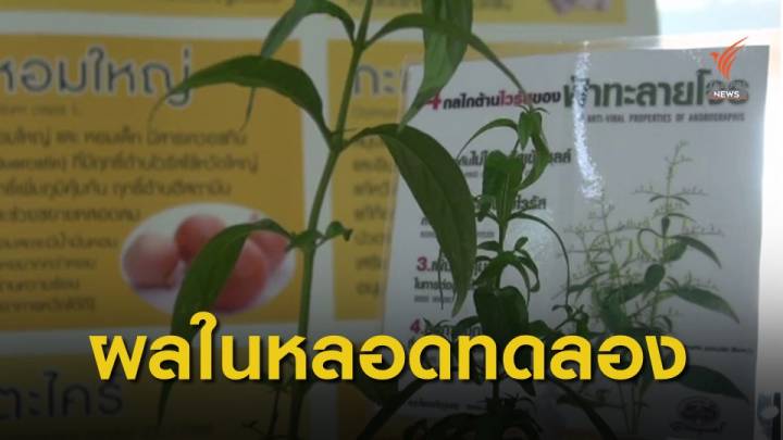 "ฟ้าทะลายโจร" ยับยั้งโควิดแพร่เข้าเซลล์ไม่ได้