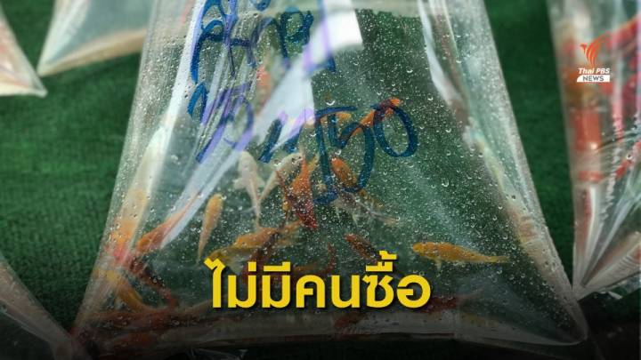 ตลาดค้าสัตว์น้ำรายได้ลดฮวบ หลัง COVID ระบาดระลอกใหม่