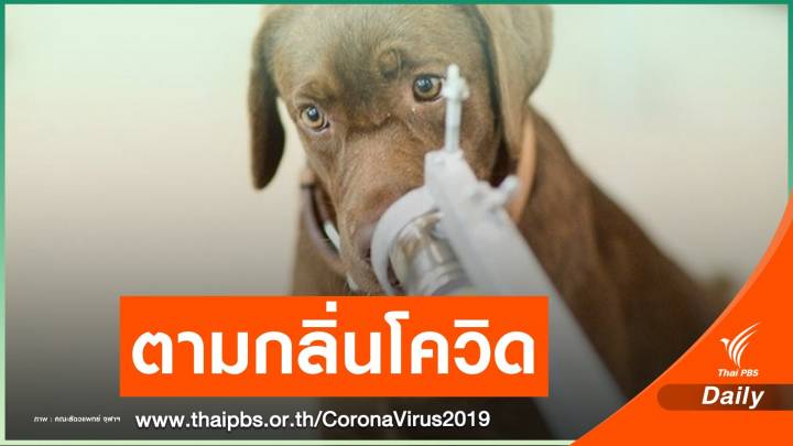ครั้งแรก! จุฬาฯ ฝึก 6 สุนัขดมกลิ่นหาผู้ติดเชื้อ COVID-19 