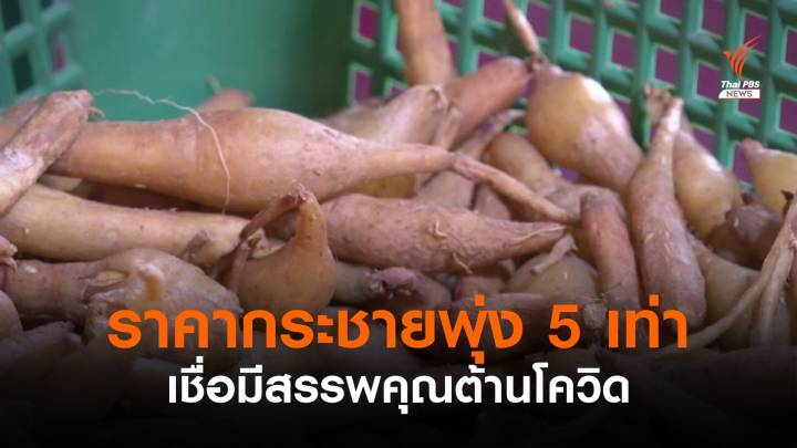 "กระชาย" ราคาพุ่ง 5 เท่า ปชช.แห่ซื้อเชื่อมีสรรพคุณต้านโควิด 