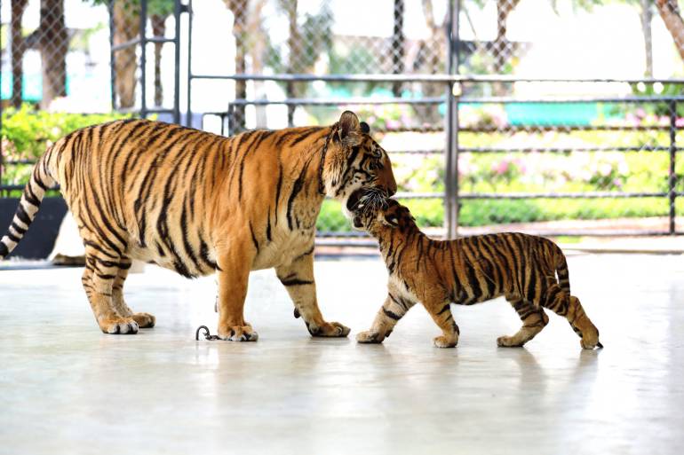 ภาพ:สวนเสือศรีราชา Sriracha Tiger Zoo