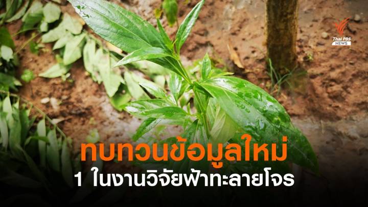 ทบทวนงานวิจัย "ฟ้าทะลายโจร" รักษาโควิด ในวารสารการแพทย์