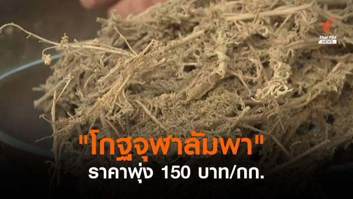 "โกฐจุฬาลัมพา" ราคาพุ่ง หลังพบสารยับยั้งโควิดได้ในห้องปฏิบัติการ