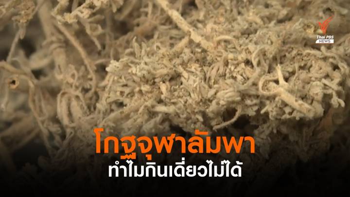 หมอไทยไม่ให้กิน "โกฐจุฬาลัมพา" แบบเดี่ยว แต่ซื้อมาแล้วควรทำอย่างไร 